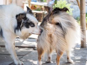 Satyriasis : l'excès d'appétit sexuel chez les chiens