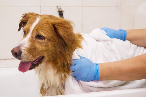un chien prend sa douche