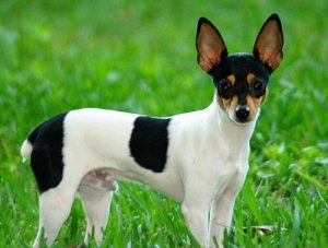 Le toy fox terrier