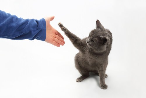 chat qui donne la patte
