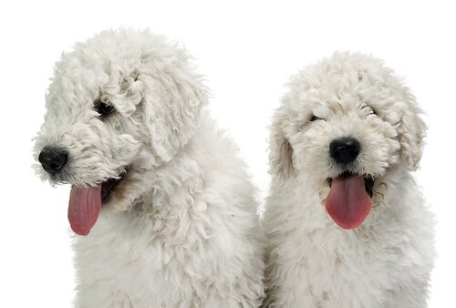 deux Komondor à poils courts
