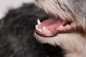 Ce qu'il faut savoir sur la couleur des gencives de votre chien