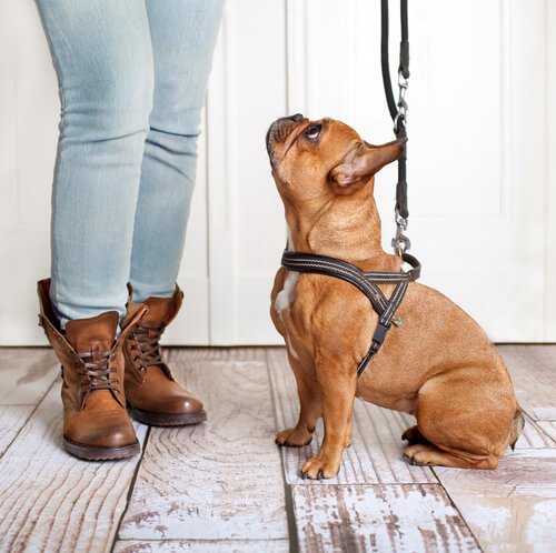 Un bouledogue français brun assis avec un harnais et une laisse regarde sa maîtresse
