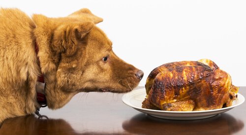 un chien renifle un poulet rôti