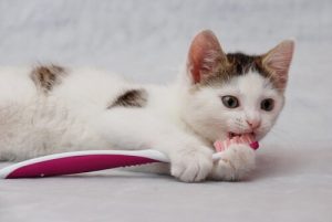Comment préserver la bonne hygiène buccale de votre chat ?
