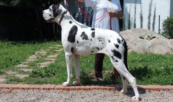 Un dogue argentin dans la rue
