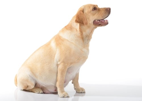 Un labrador obèse