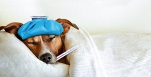 La méningite chez le chien : causes, symptômes et traitements