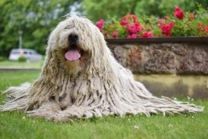 Le Komondor, une race de chien 'rasta'