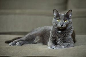 Le chat Korat