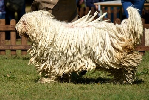 un komondor lors d'un concours