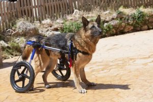 Les causes de faiblesse dans le train postérieur des chiens
