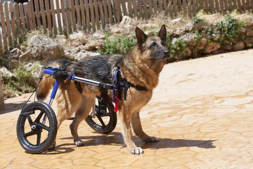 Les causes de faiblesse dans le train postérieur des chiens