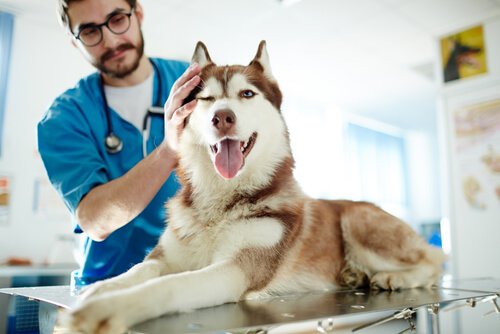 un husky chez le vétérinaire