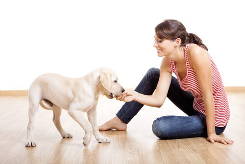 une femme joue avec un jeune labrador