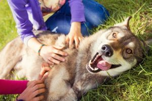 Que ressent votre chien lorsqu'il vous voit ?
