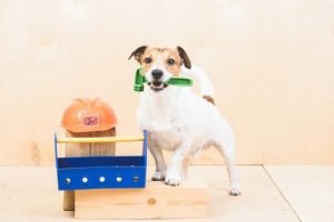 Quels sont les cinq ordres que vous pouvez enseigner à votre chien ?