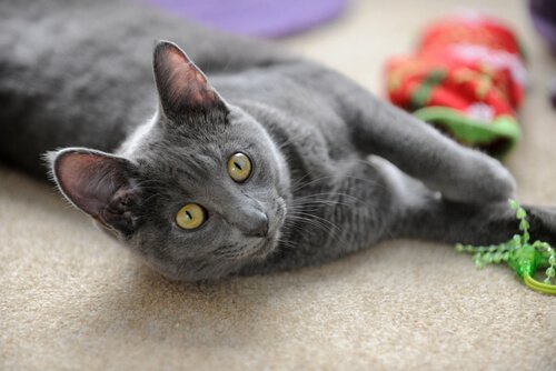 un chat korat allongé