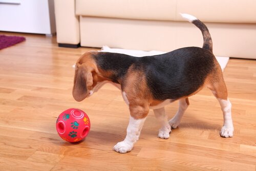 un chiot joue avec une balle