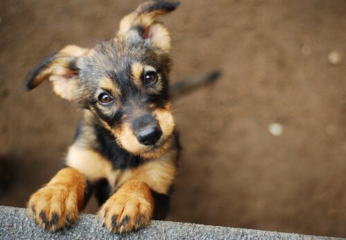 un chiot se tient sur ses pattes avant