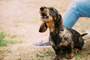 Significations des aboiements de chiens