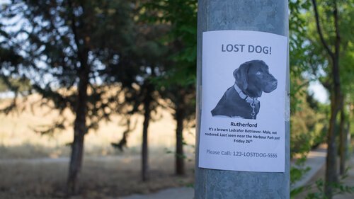 Diffusion d'affiches pour retrouver un chien perdu