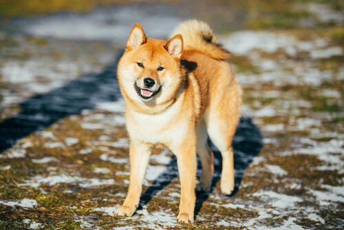 Akita inu sur un sol enneigé