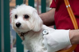 Conseils pour choisir sa police d'assurance pour animaux