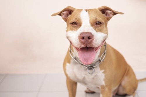 Chien qui passe la langue