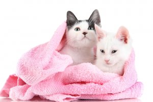 Baigner notre chat est-il une bonne chose ?