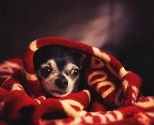Comment calmer votre chien pendant une tempête ?