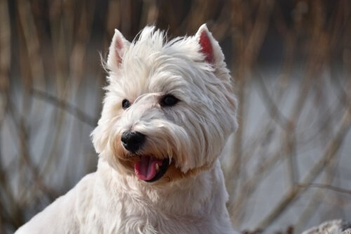 chien de terrier blanc