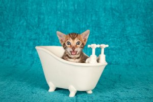 comment baigner un chat