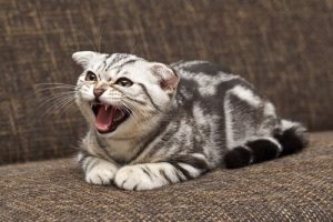 Comment éduquer au mieux un chat rebelle