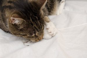 Pourquoi un chat mord les affaires de son maître ?