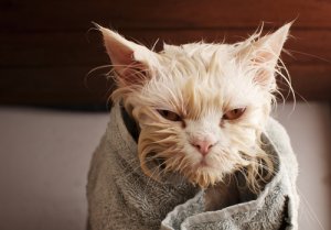 faut-il baigner un chat ?