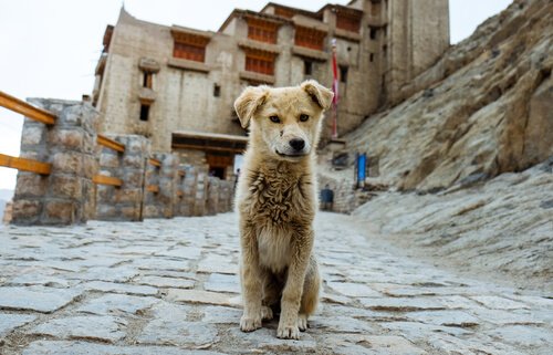 Un chien est perdu sur une route abandonnée