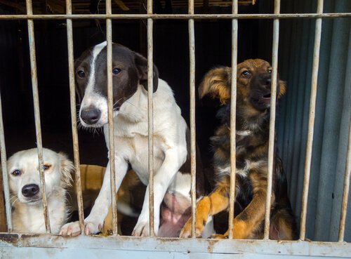 Trois chien sont gardés en cage