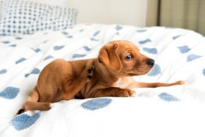 Les hot-spots des chiens