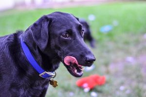 Pourquoi les chiens se lèchent les babines ?