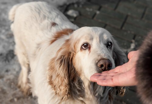 chien qui s'approche de la main de son maitre