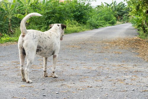 Un chien cherche le chemin pour rentrer chez lui