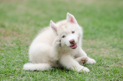 un jeune husky se gratte