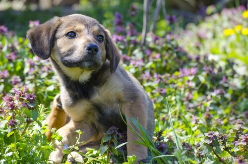 chien souffrant d'un hot-spot