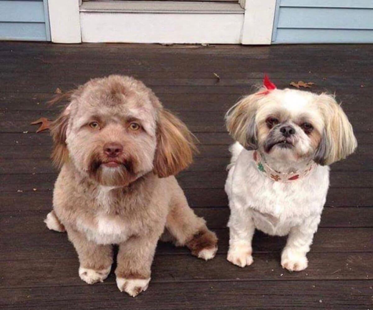 yogi à côté d'un autre petit chien