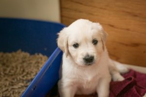 Comment empêcher un chien de faire ses besoins dans son panier ?