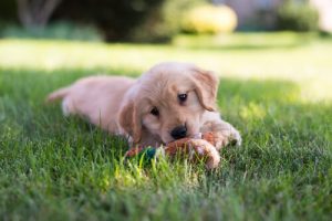 Quel est l'âge idéal d'un chiot pour l'adoption ?