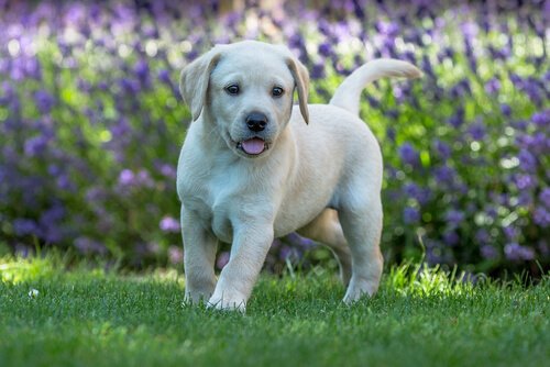 chiot dans un jardin