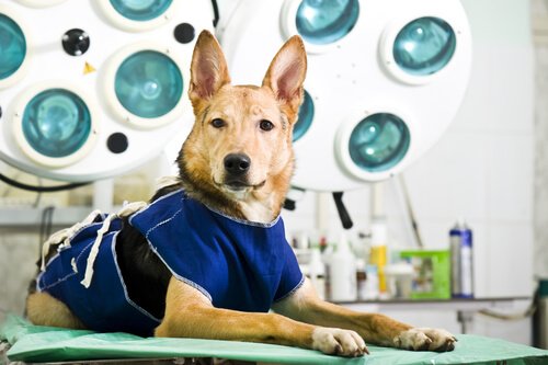 Un chien porte une tenu pour sa chirurgie