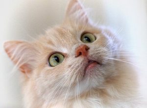 Le dressage d'un chat avec un clicker